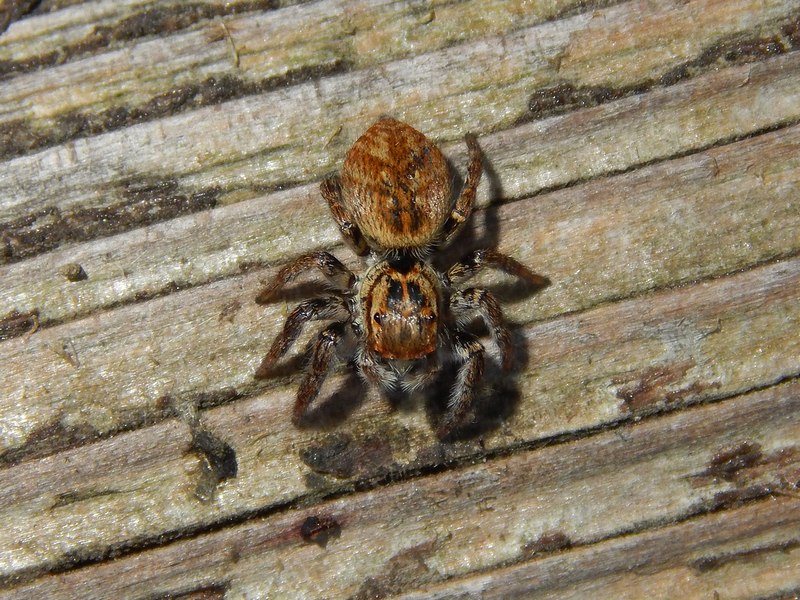 Carrhotus xanthogramma - Pontevecchio di Magenta (MI)